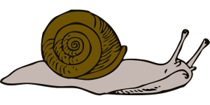 snail
